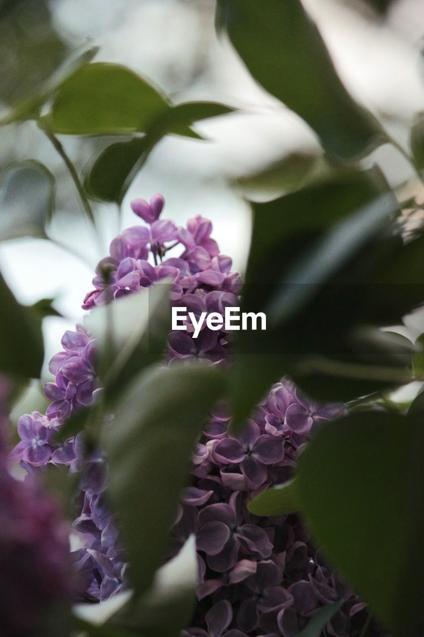 CLOSE-UP OF FRESH PURPLE FLOWER IN SPRING