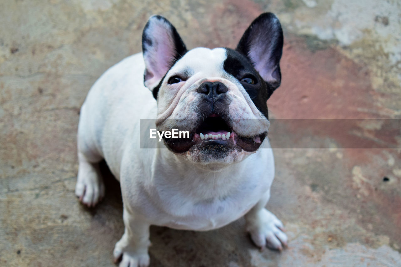 High angle view of dog sitting outdoors