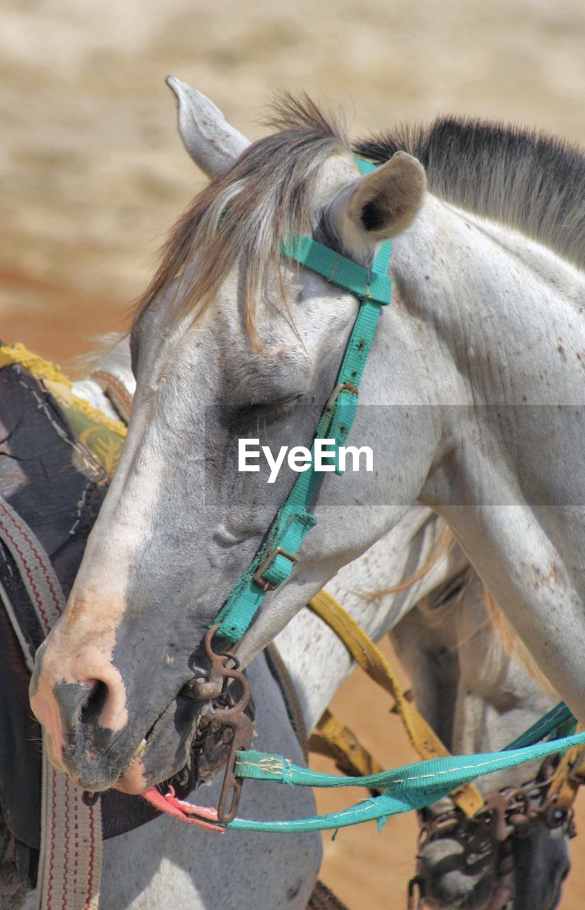 Close-up of a egyptian horse