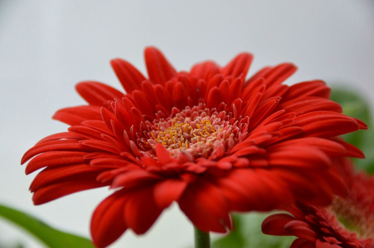 CLOSE-UP OF RED FLOWERS