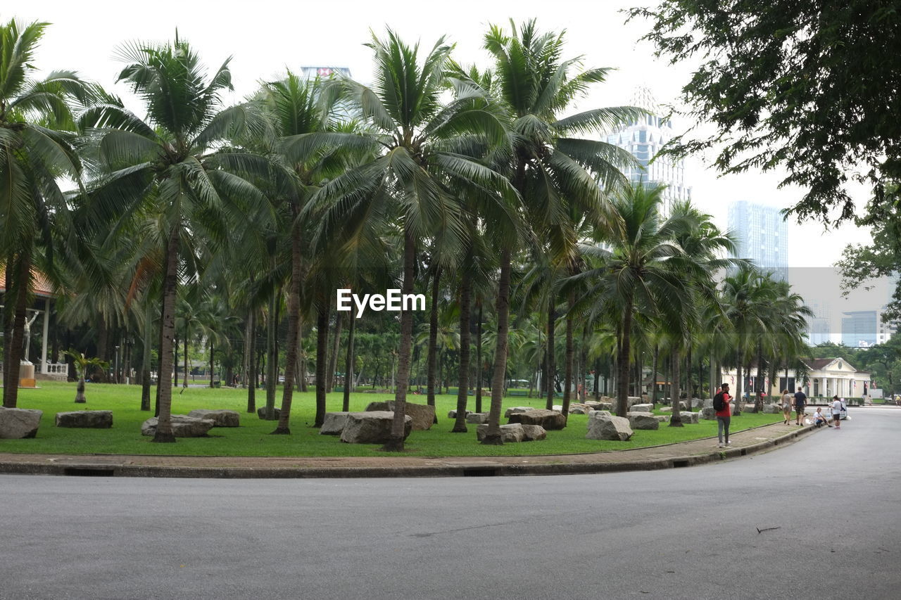 PANORAMIC VIEW OF PALM TREES ON STREET IN CITY