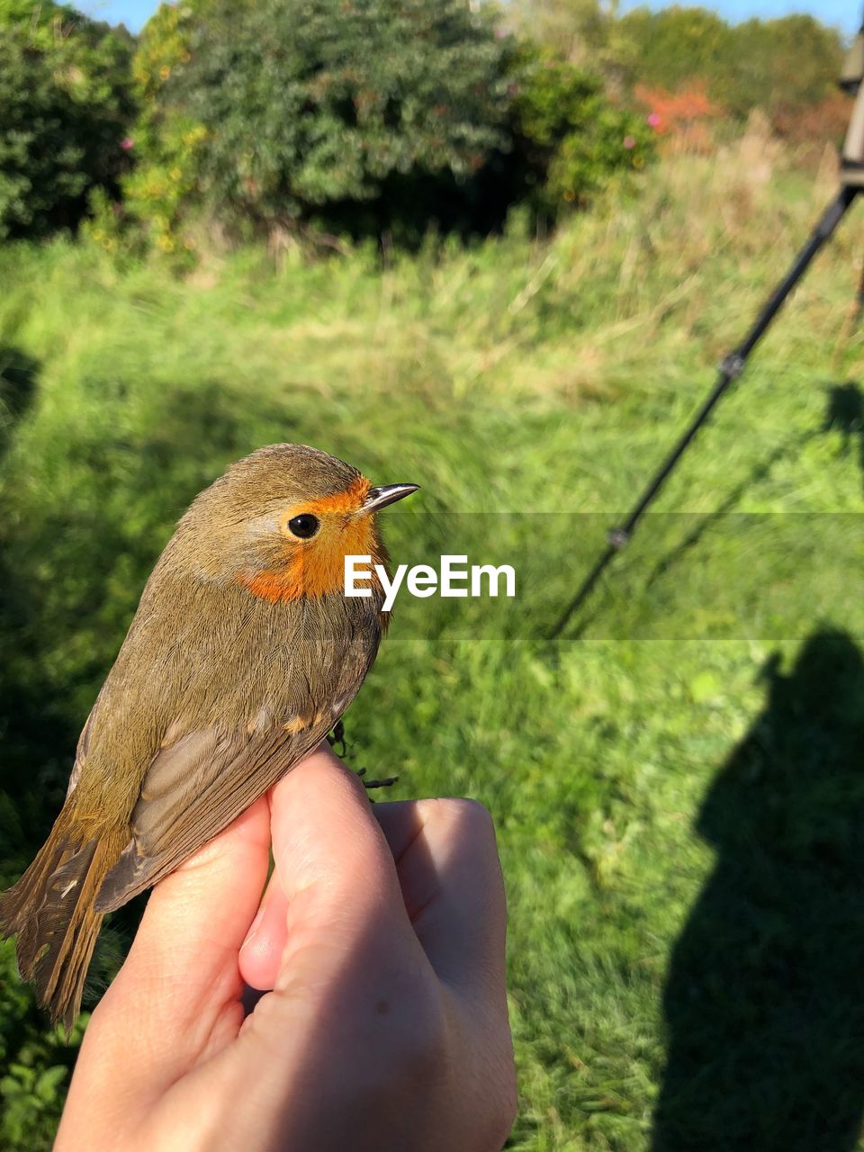 CLOSE-UP OF A HAND HOLDING SMALL BIRD OUTDOORS