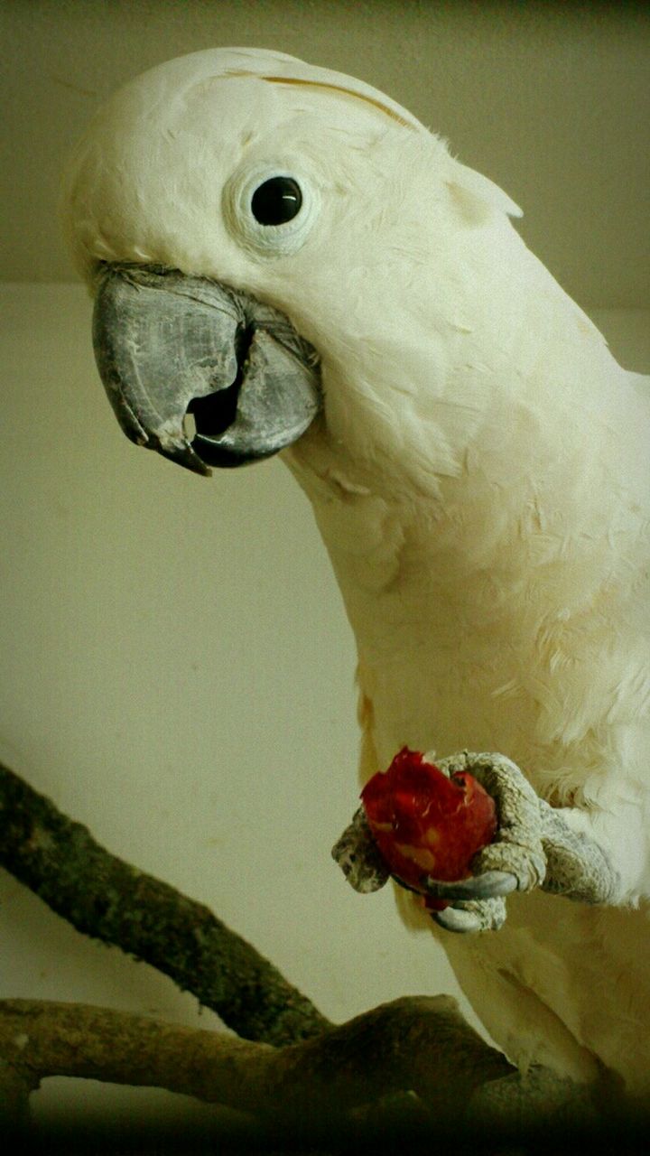 CLOSE-UP OF BIRD PERCHING ON WALL