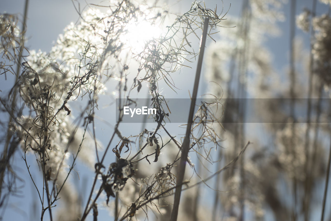 winter, plant, frost, branch, freezing, nature, tree, snow, sunlight, no people, cold temperature, beauty in nature, twig, ice, sky, focus on foreground, day, tranquility, growth, outdoors, frozen, spring, low angle view, grass, close-up, selective focus, flower, land, autumn, environment, white