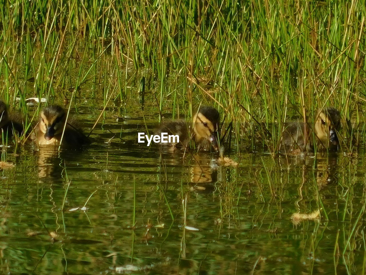 VIEW OF DUCKS IN LAKE