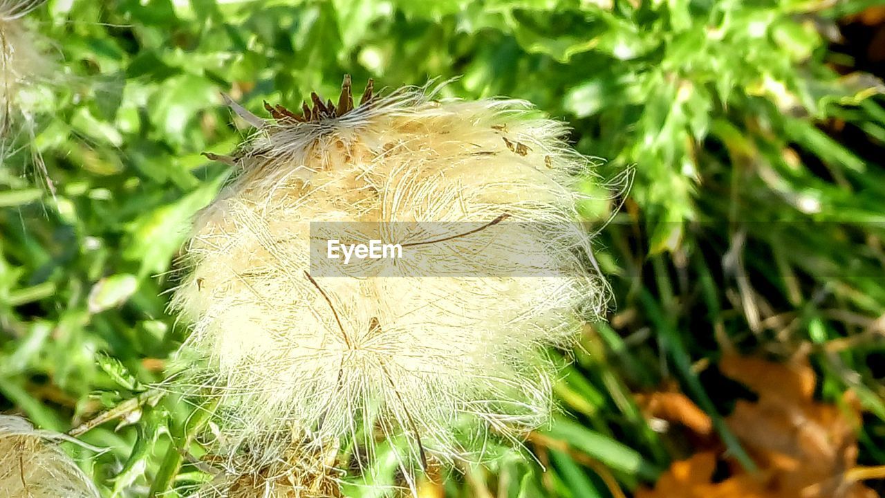 CLOSE-UP OF PLANT IN FIELD