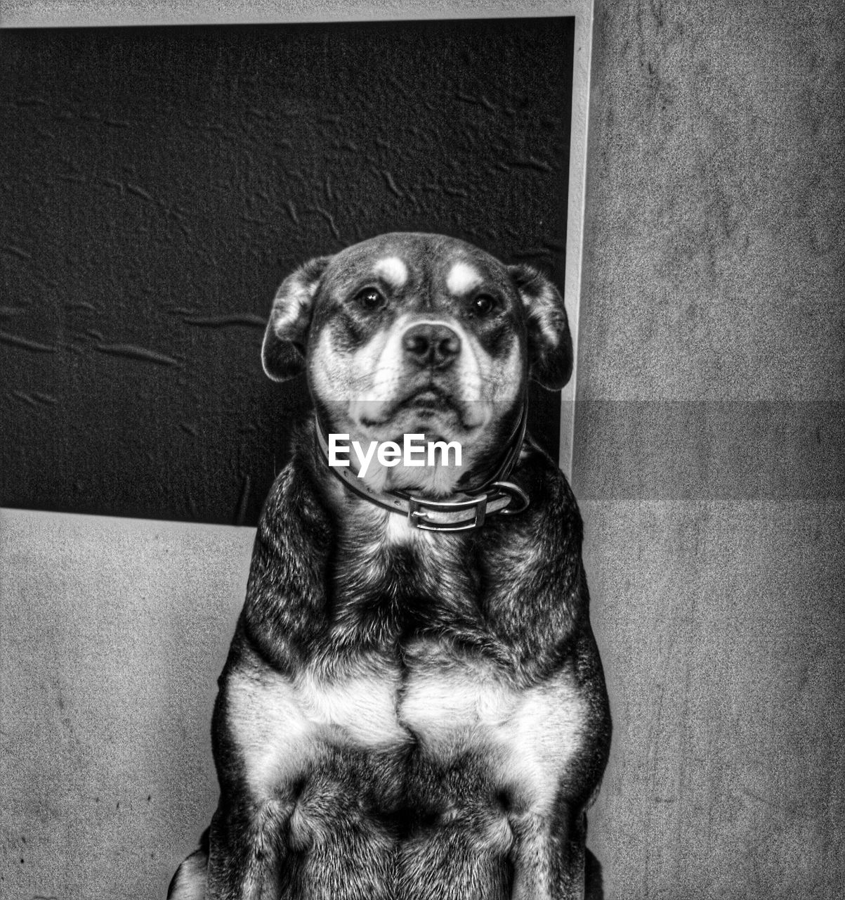 CLOSE-UP PORTRAIT OF DOG SITTING ON FLOOR