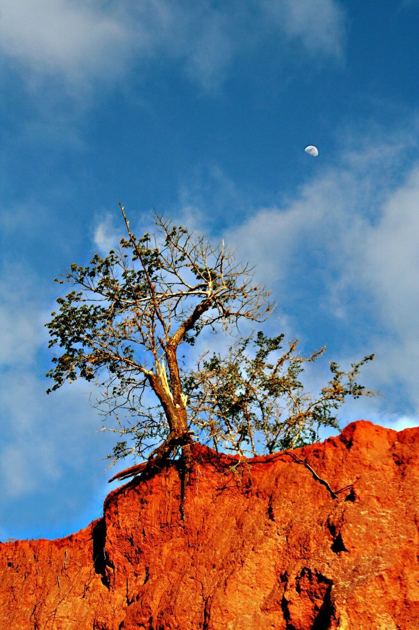 Low angle view of tree on mountain against sky