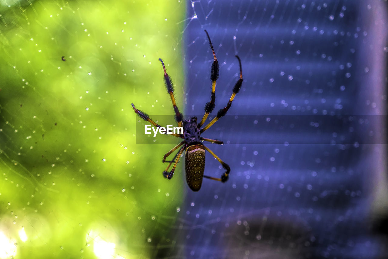 CLOSE-UP OF SPIDER ON A BLURRED BACKGROUND