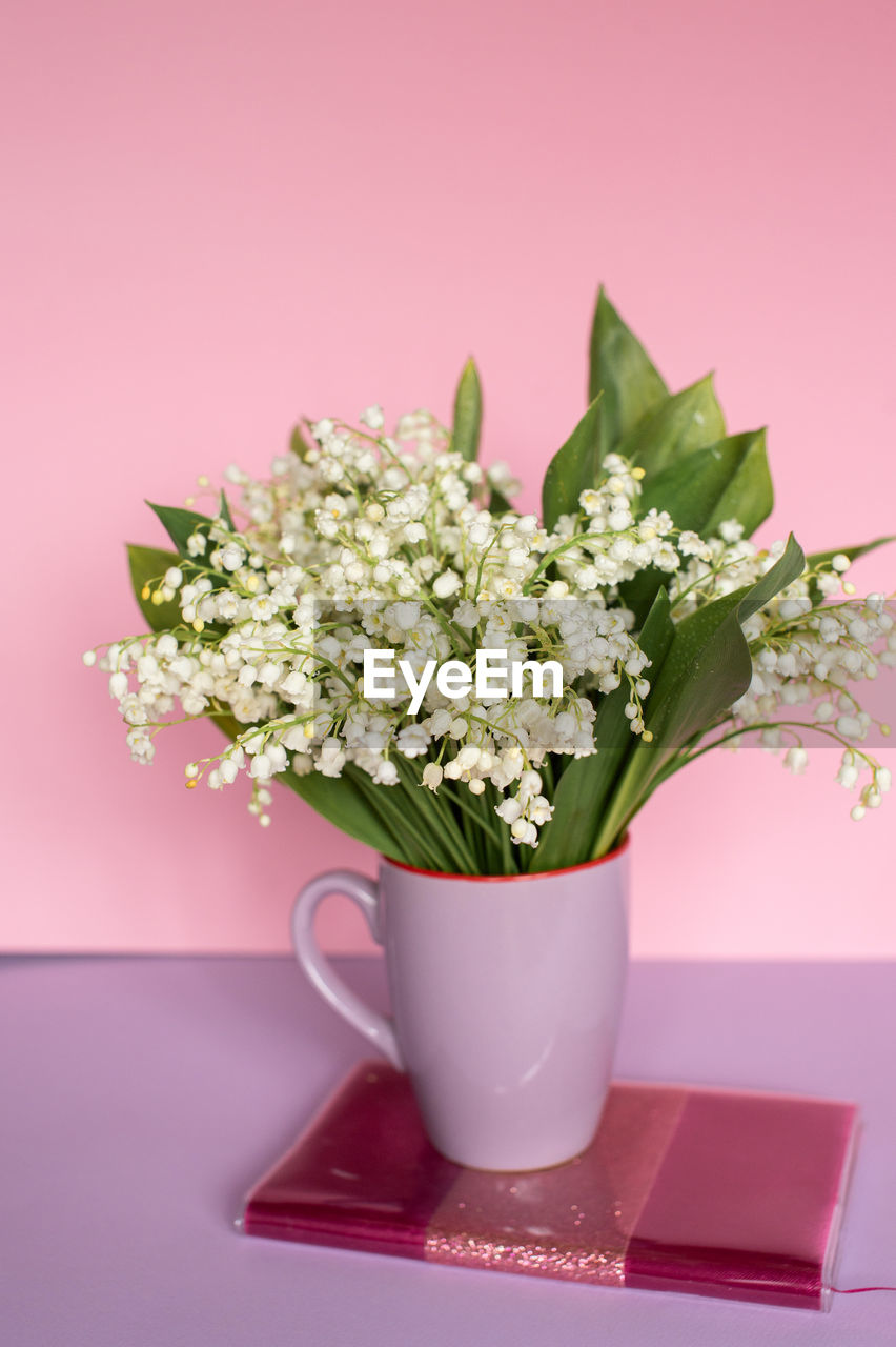 Close-up of potted plant on table