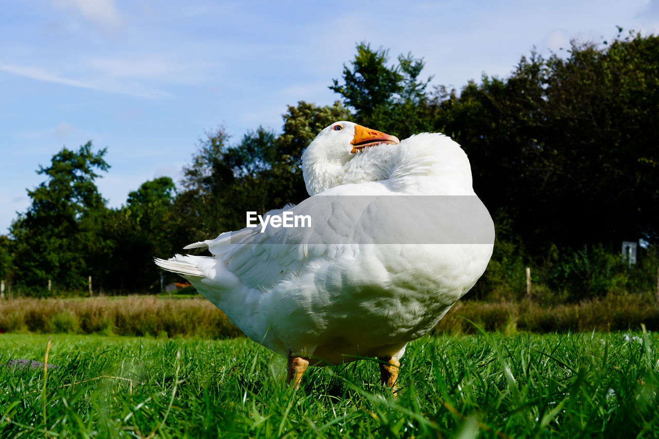 Close-up of goose standing on grassy field against sky