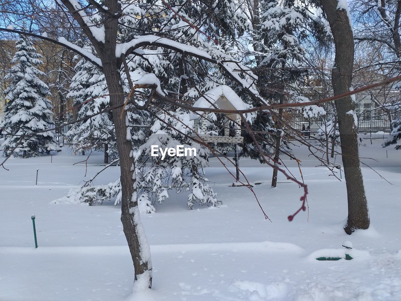 TREES ON SNOW COVERED FIELD