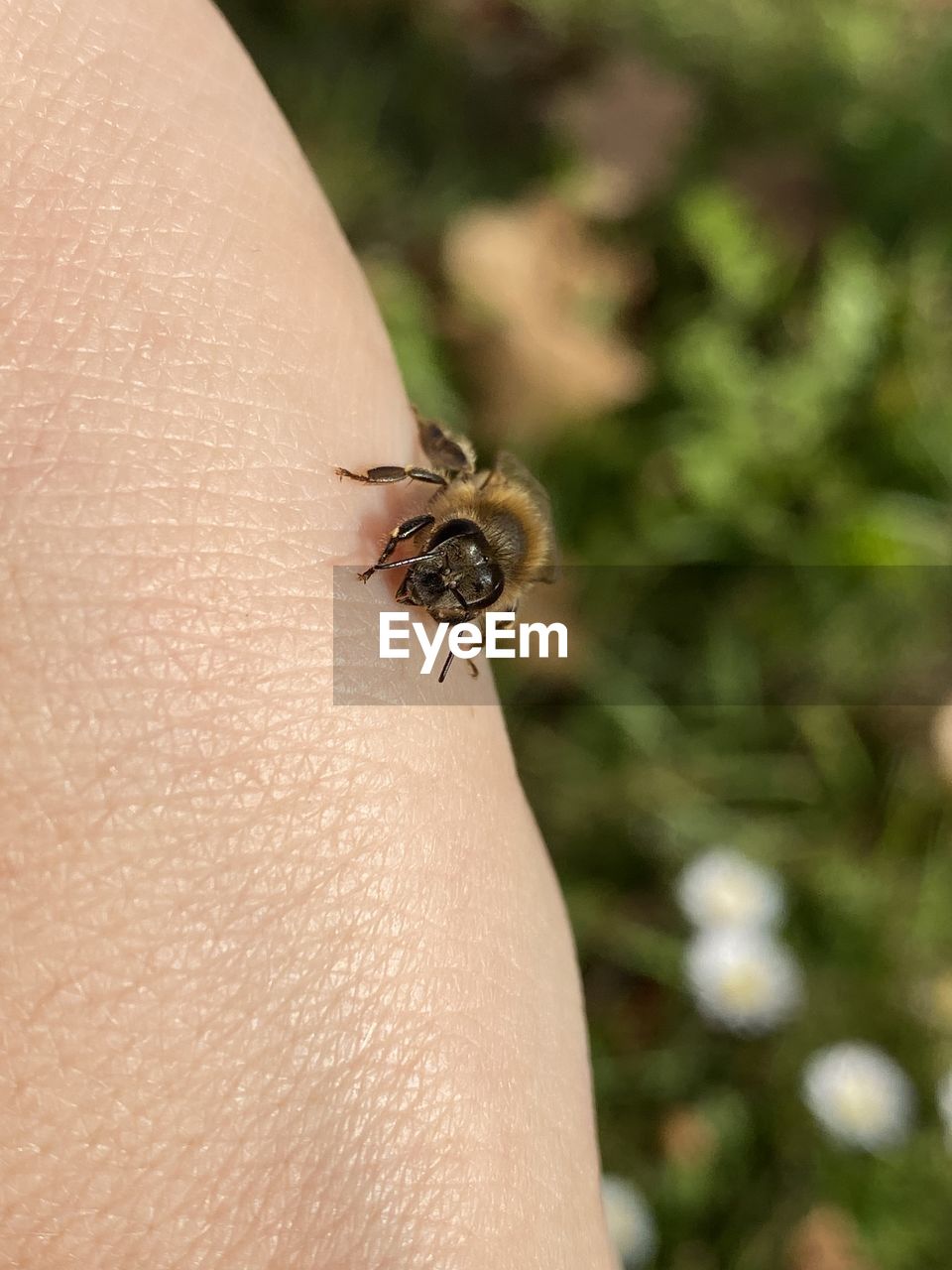 animal themes, animal wildlife, animal, one animal, wildlife, insect, hand, one person, close-up, macro photography, focus on foreground, skin, nature, human skin, finger, day, outdoors