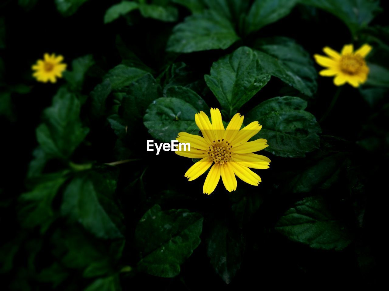 Macro shot of yellow flower