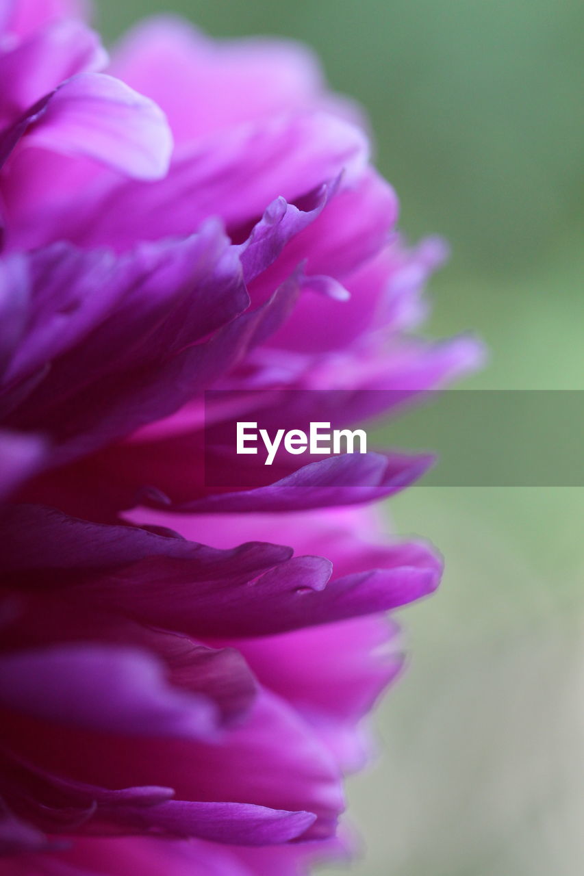 CLOSE-UP OF PINK FLOWERS BLOOMING