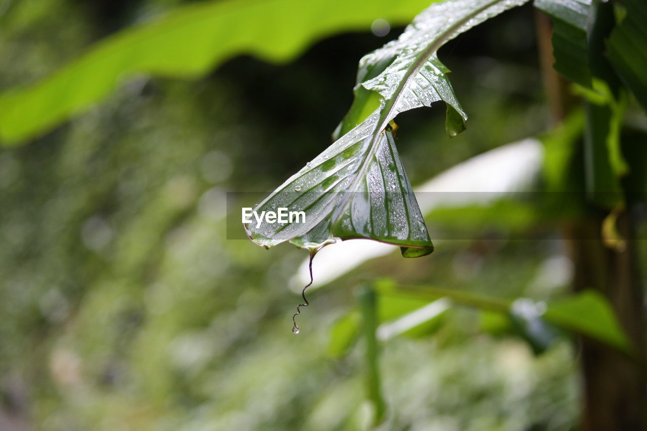 CLOSE-UP OF INSECT ON PLANT