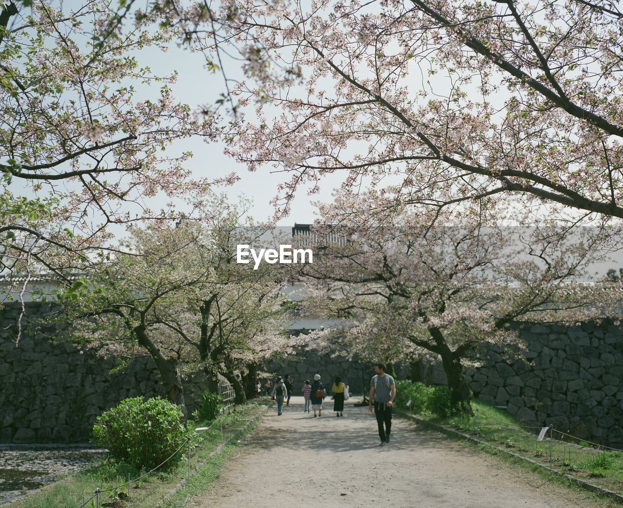 REAR VIEW OF PEOPLE WALKING ON CHERRY BLOSSOM TREES