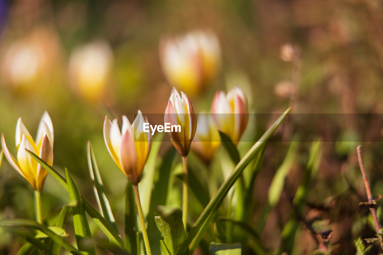 Close-up of yellow crocus flowers on field