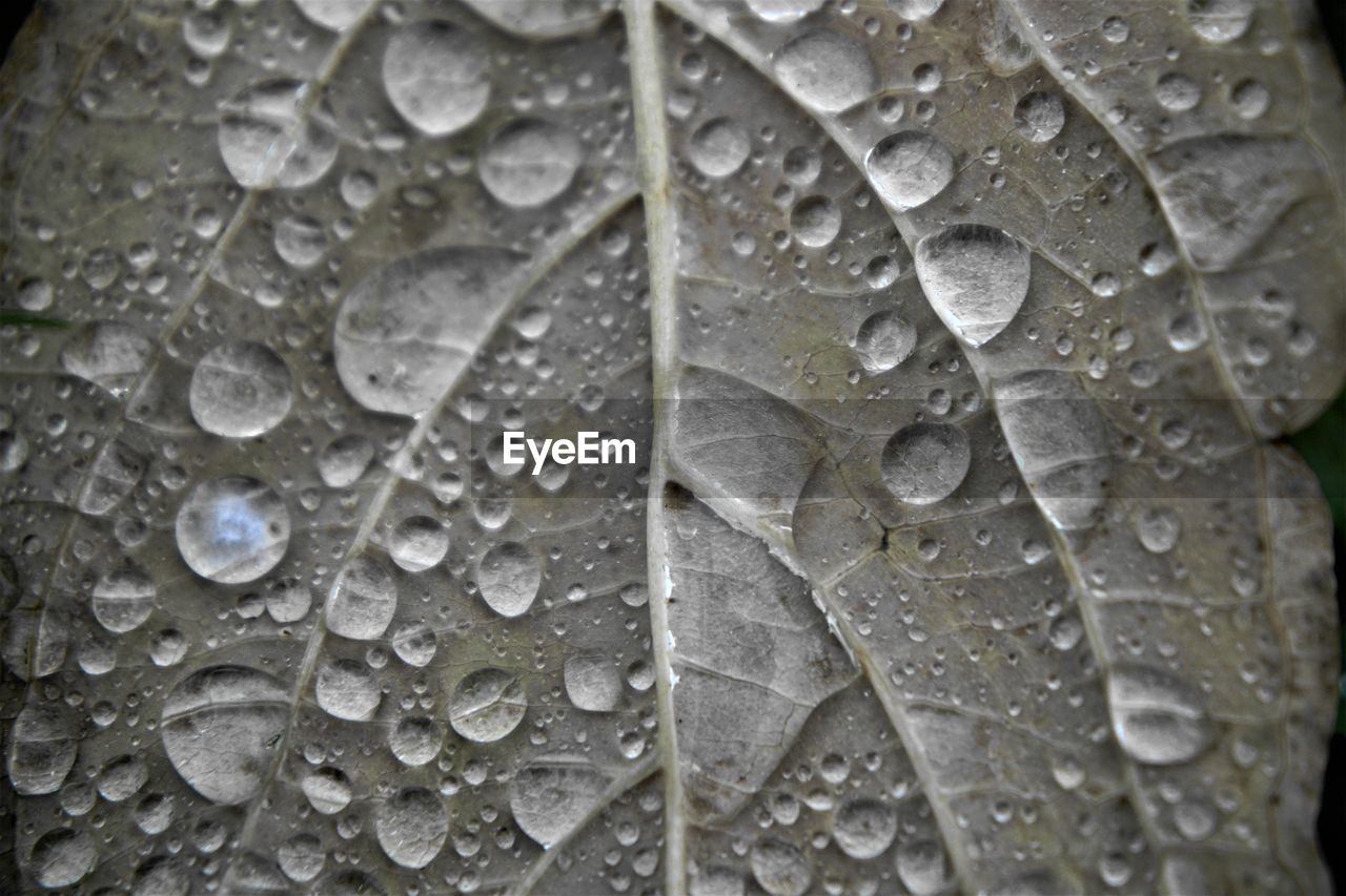 FULL FRAME SHOT OF WET LEAVES