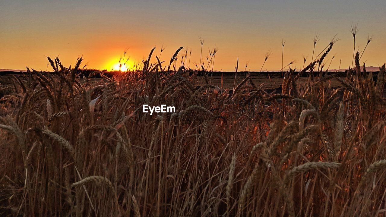WHEAT FIELD AGAINST SKY DURING SUNSET