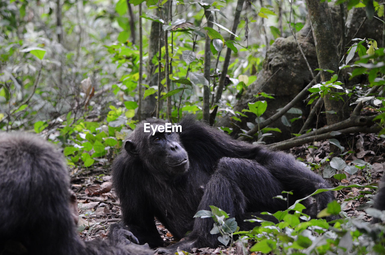 close-up of monkey sitting on tree