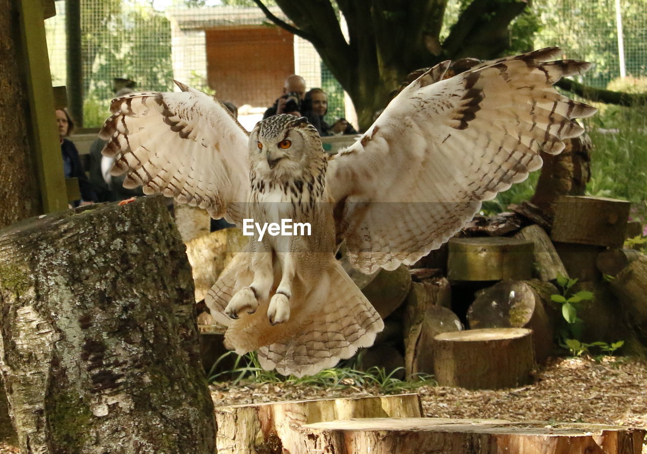 CLOSE-UP OF EAGLE PERCHING ON WOOD