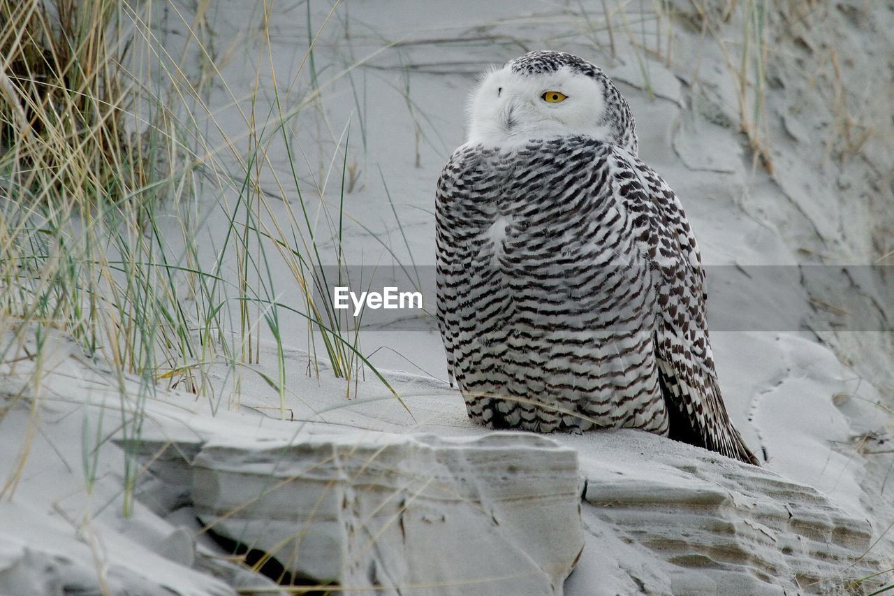 Snowy owl on rock formation