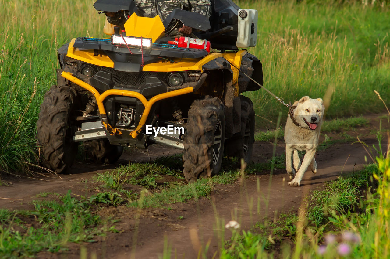 A yellow atv rides along a dirt road with a man, a driver, uphill, who holds a large white dog