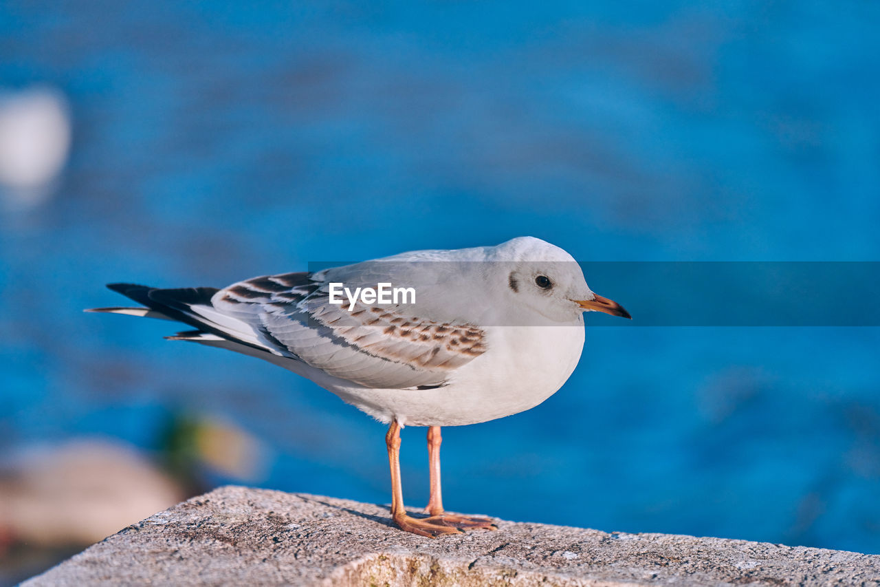 Seagull walking along shore next to sea on sunny summer day. close up view of gull, blue background