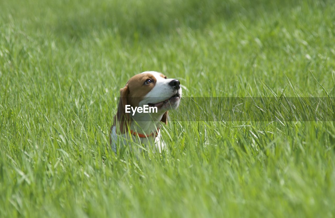 Small dog on field