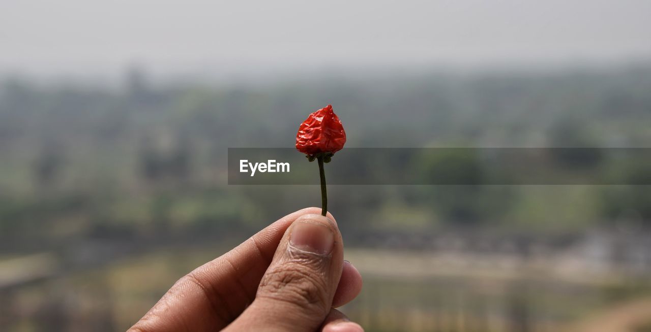 Cropped hand of person holding red chili pepper against sky