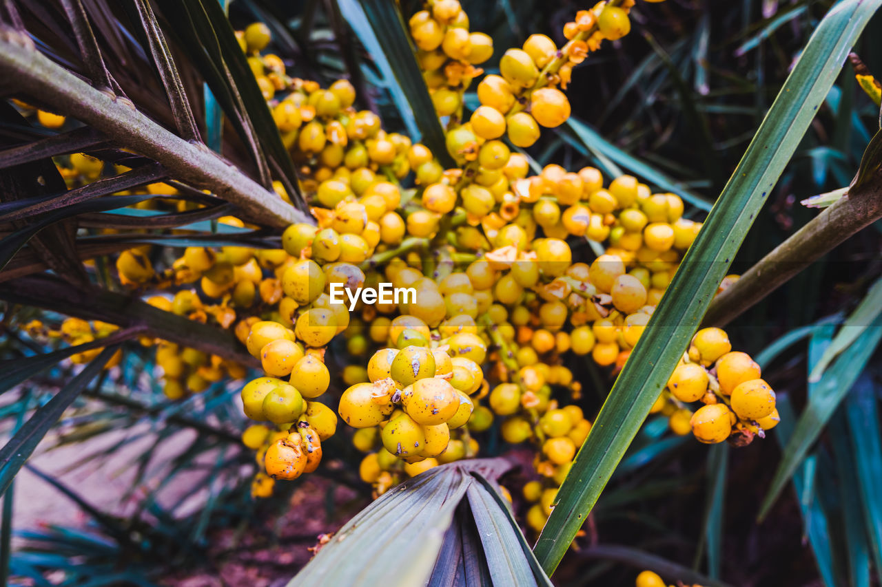 CLOSE-UP OF FRESH YELLOW FLOWERS IN PLANT