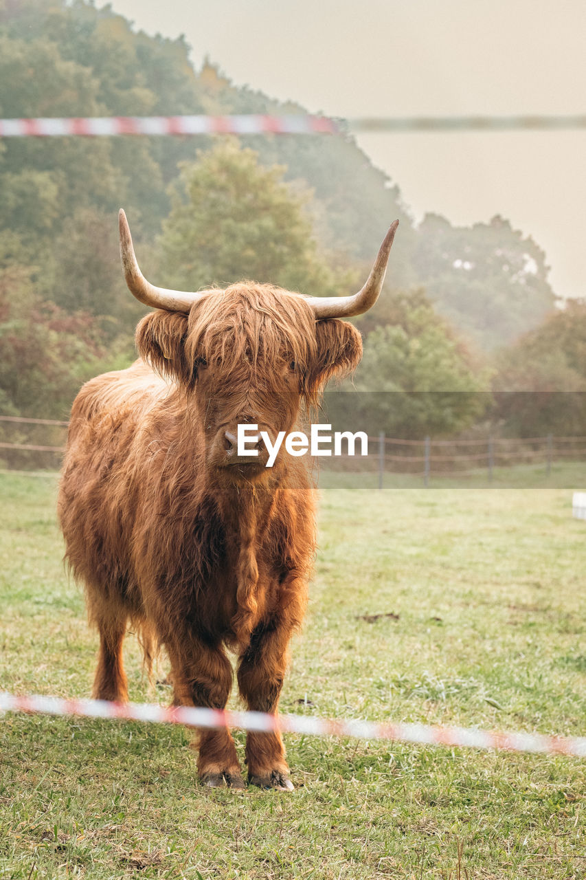 Highland cattles at sunrise in upper bavaria