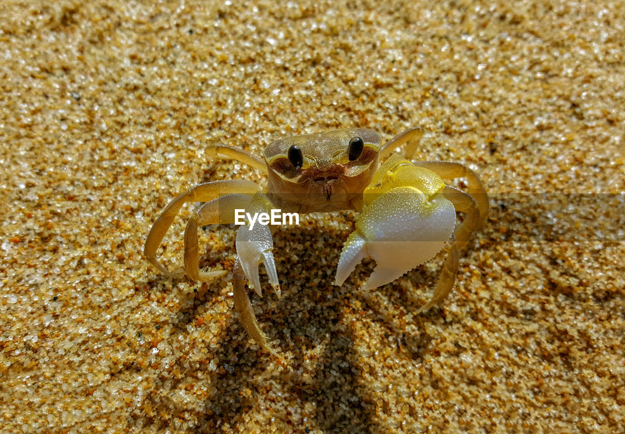 High angle view of crab on sand at beach