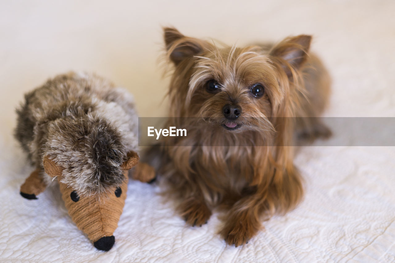 Closeup of tiny yorkshire terrier lying down on bed with hedgehog stuffed toy