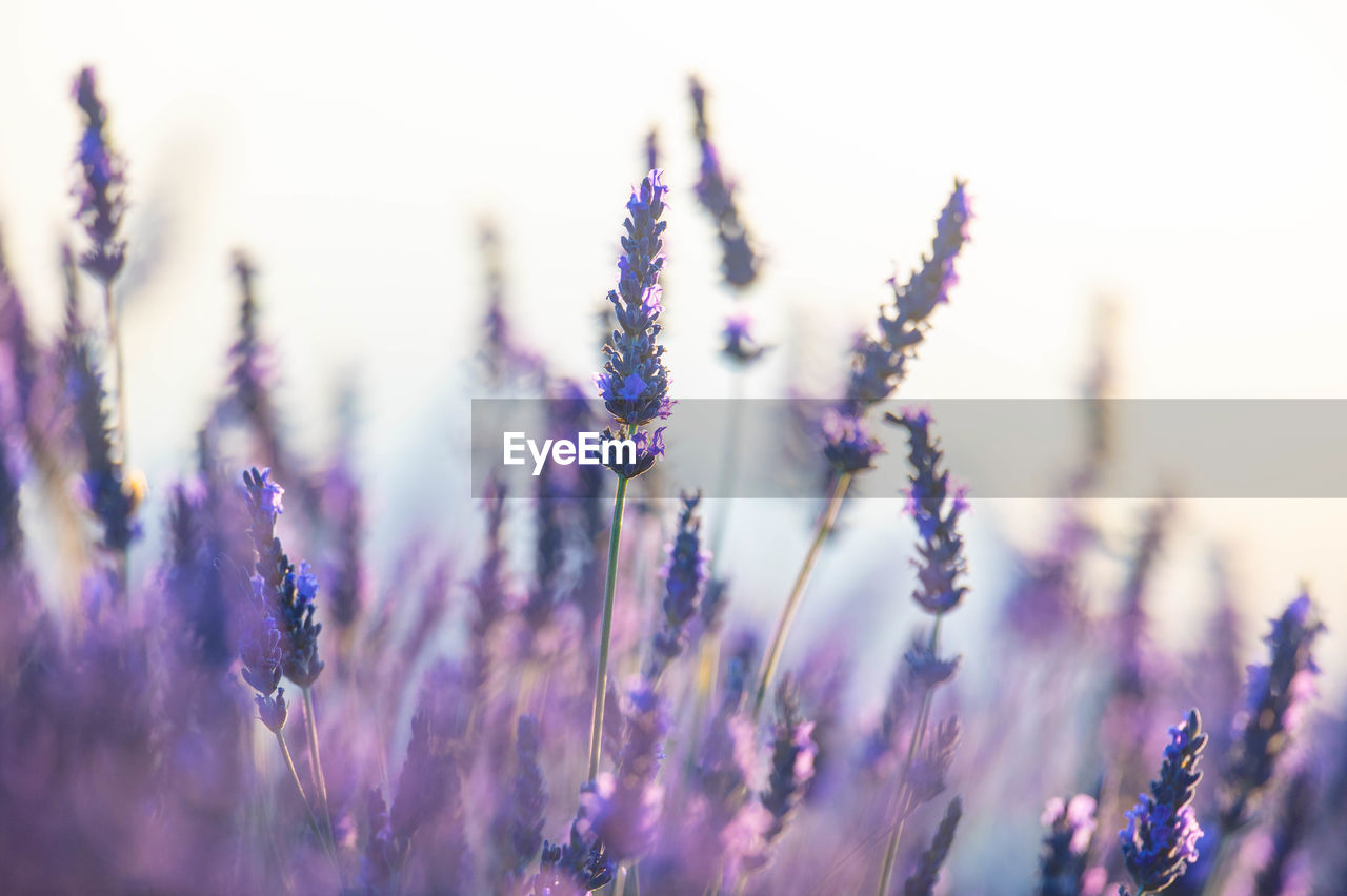 purple, flower, lavender, plant, flowering plant, beauty in nature, nature, freshness, growth, sky, close-up, selective focus, summer, blossom, environment, tranquility, field, no people, land, blue, landscape, outdoors, therapy, springtime, defocused, grass, vibrant color, scented, fragility, food, backgrounds, food and drink, macro photography, sunset, multi colored, inflorescence, tranquil scene, sunlight, macro, medicine, flower head, herb, meadow, agriculture, focus on foreground, idyllic, scenics - nature, aromatherapy, plain, flowerbed, herbal medicine, rural scene