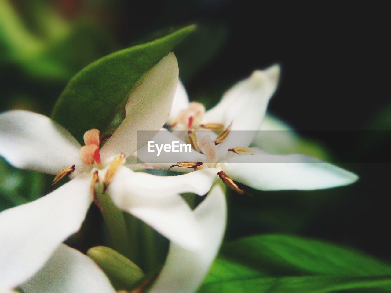 Close-up of white flowers