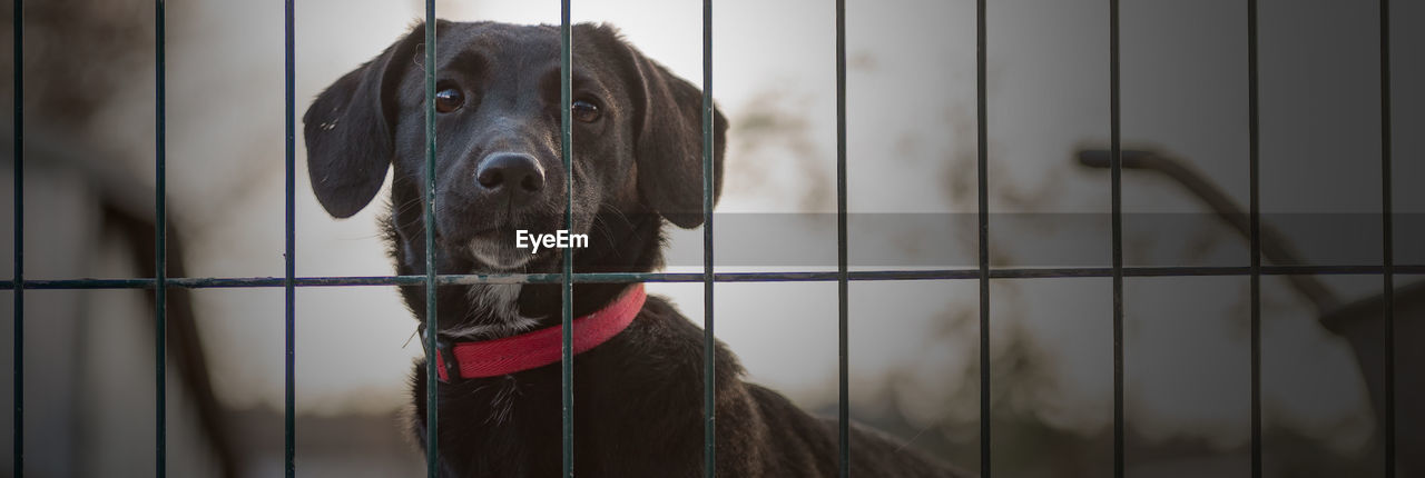 Dog in animal shelter waiting for adoption. dog behind the fences. dog in animal shelter cage.