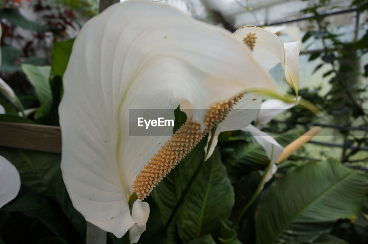 CLOSE-UP OF WHITE FLOWER