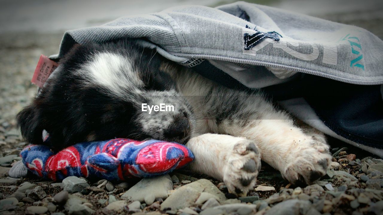 Puppy sleeping on field