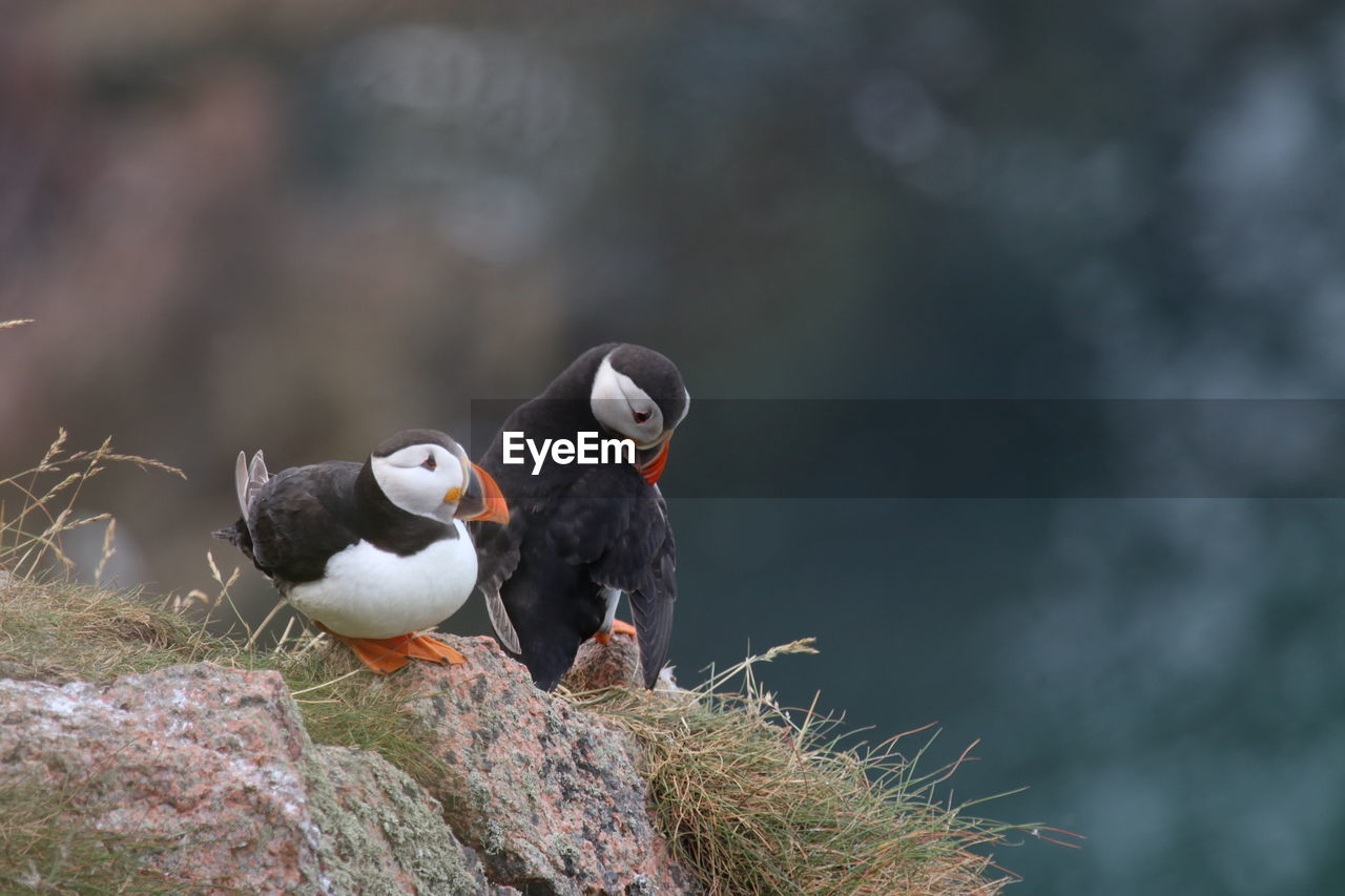 Puffin birds at bullers of buchan