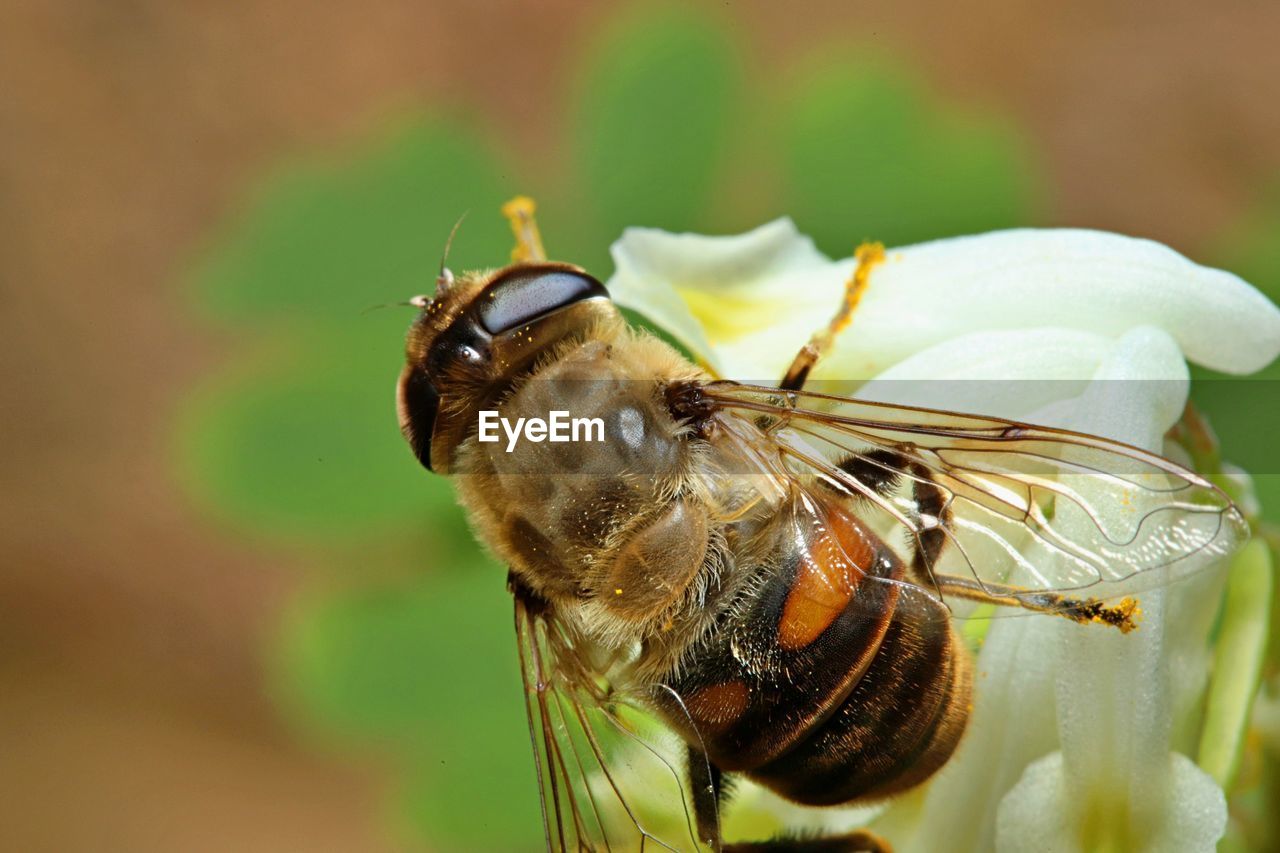 CLOSE-UP OF HONEY BEE POLLINATING FLOWER