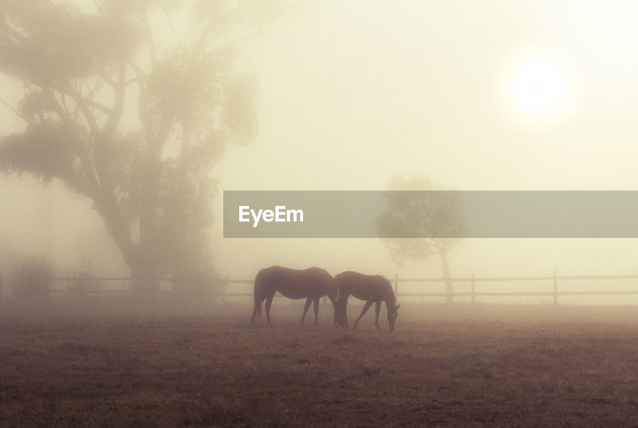 VIEW OF HORSE ON FIELD