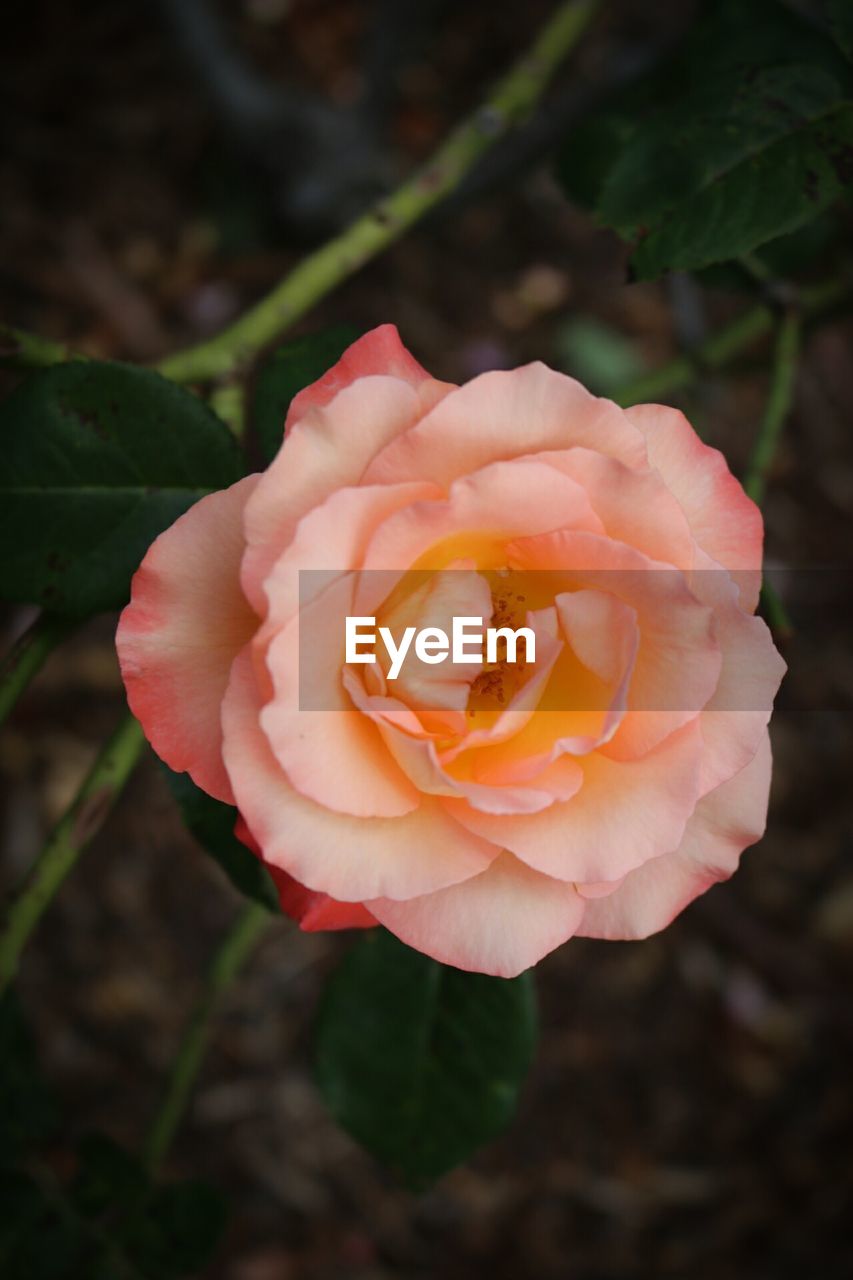 CLOSE-UP OF ROSE BLOOMING OUTDOORS