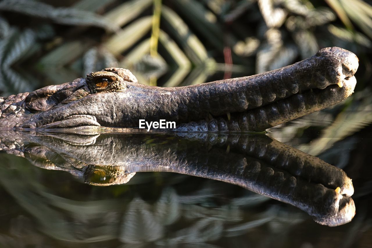 CLOSE-UP OF SNAKE ON WATER