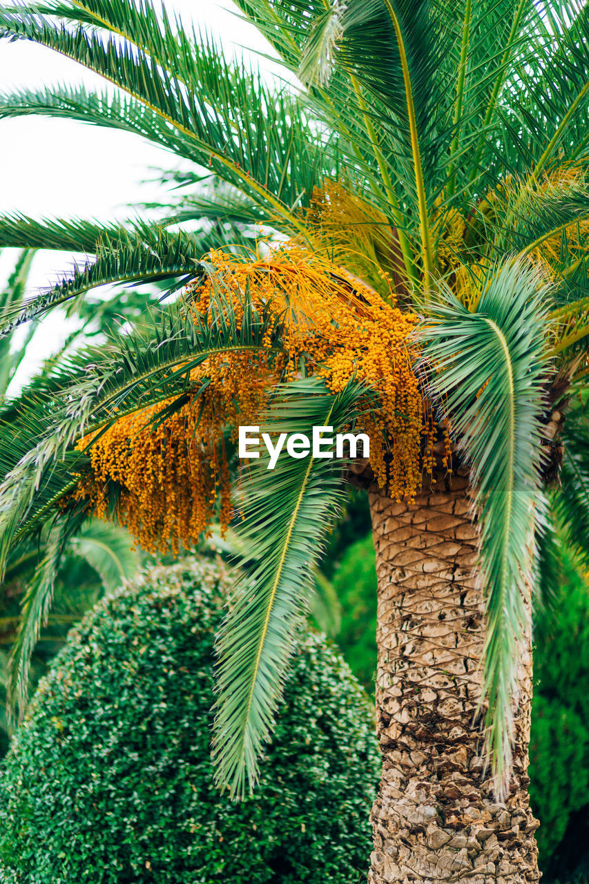 LOW ANGLE VIEW OF COCONUT PALM TREE