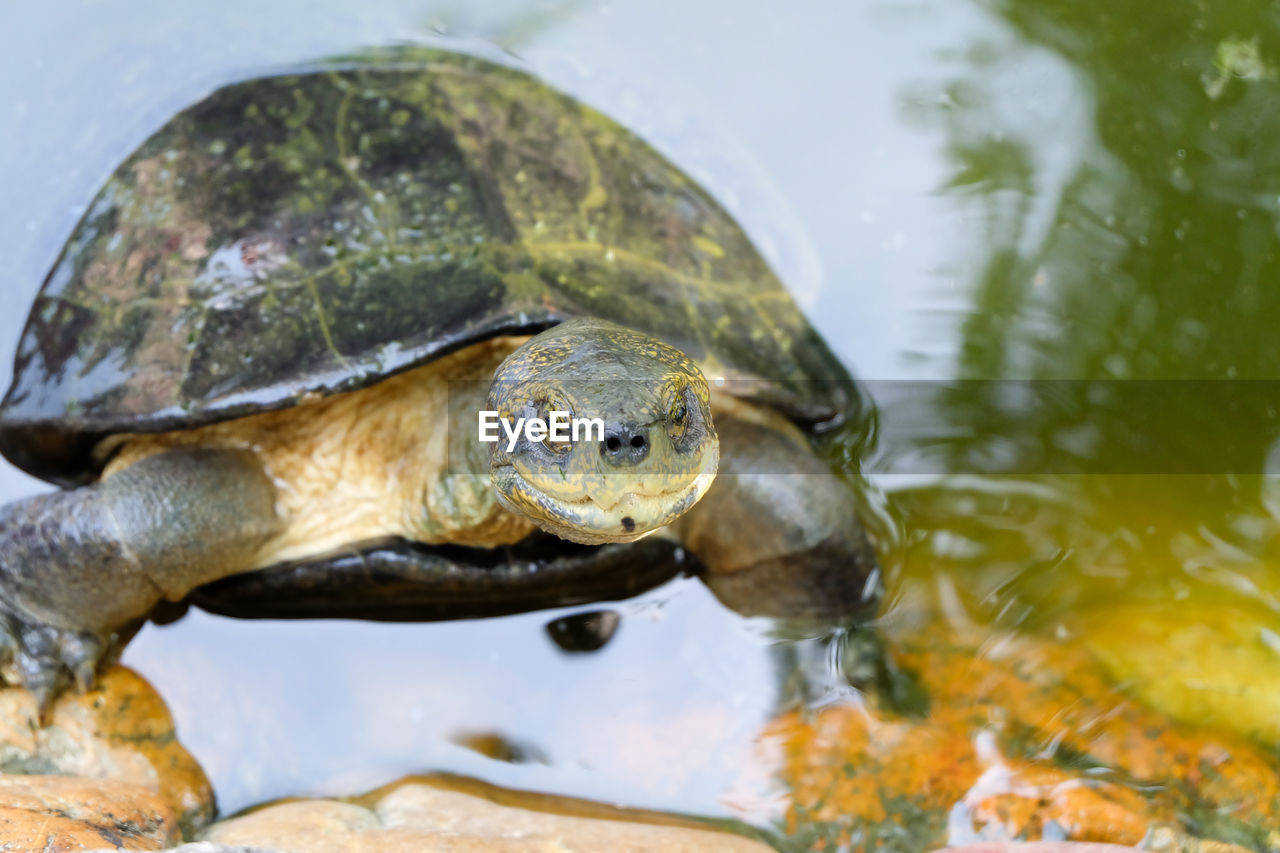 HIGH ANGLE VIEW OF TURTLE SWIMMING IN LAKE