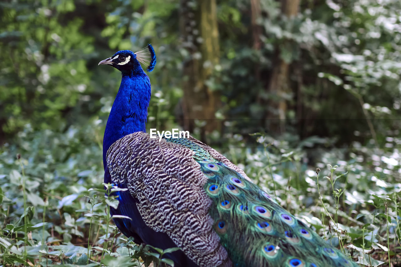 A peacock in the park