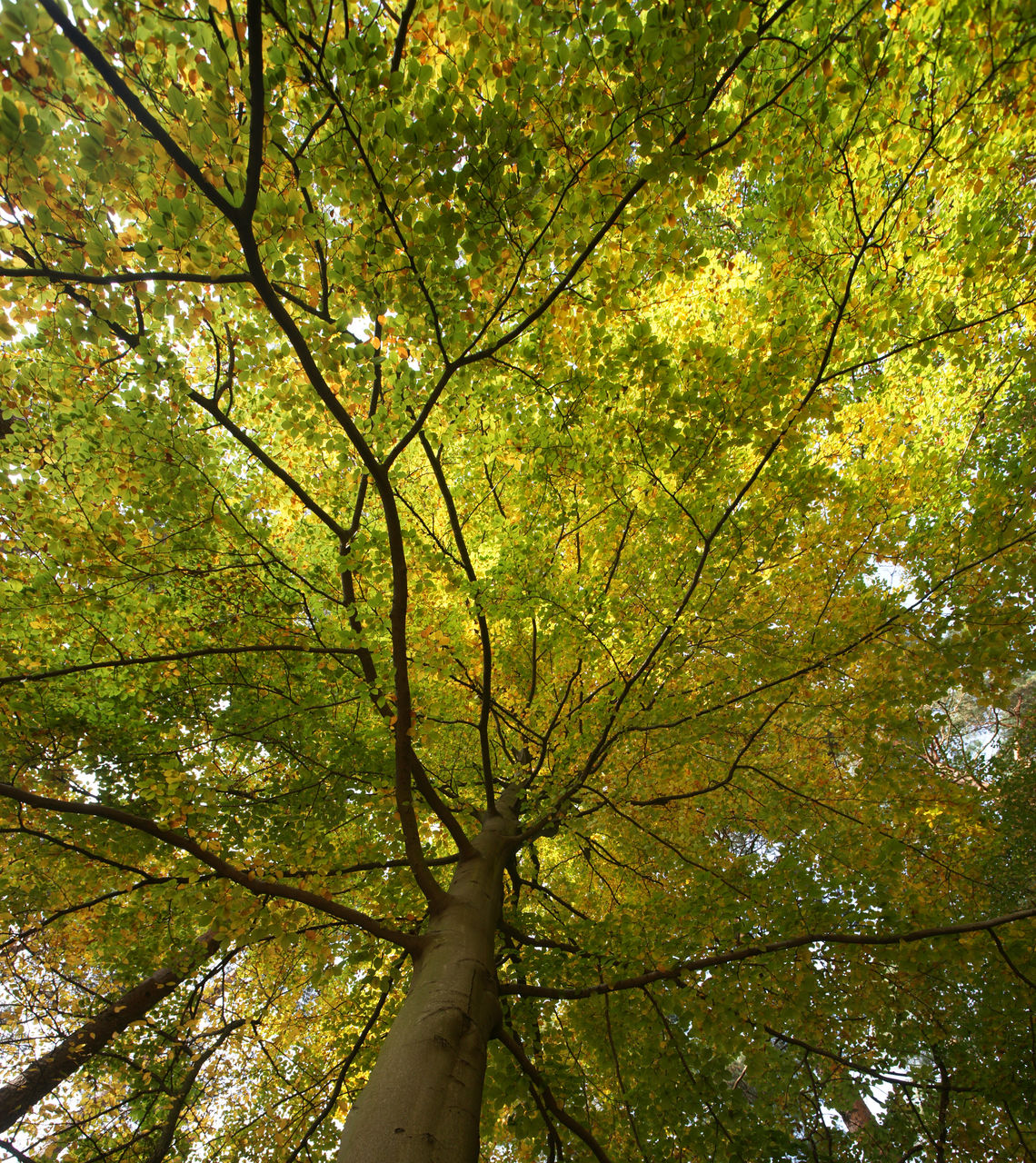 LOW ANGLE VIEW OF TREES DURING AUTUMN