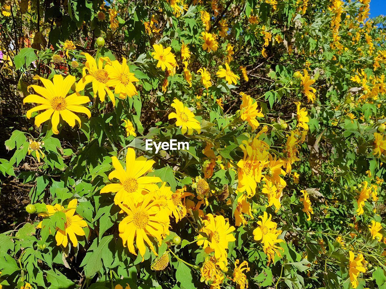 CLOSE-UP OF YELLOW FLOWERING PLANT ON FIELD